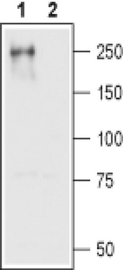 CaV1.2 Polyclonal Antibody, Invitrogen 50 &mu;L; Unconjugated:Antibodies,