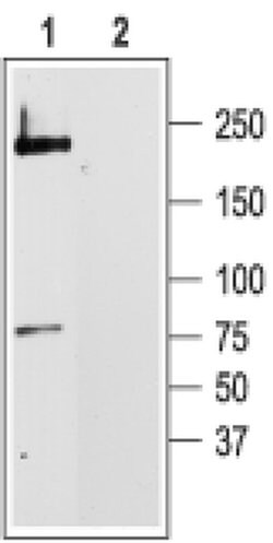 CaV1.2 Polyclonal Antibody, Invitrogen 50 &mu;L; Unconjugated:Antibodies,