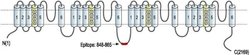 CaV1.2 Polyclonal Antibody, Invitrogen 50 &mu;L; Unconjugated:Antibodies,
