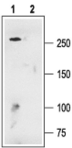 CaV1.3 Polyclonal Antibody, Invitrogen 50 &mu;L | Buy Online | Invitrogen | Fisher Scientific