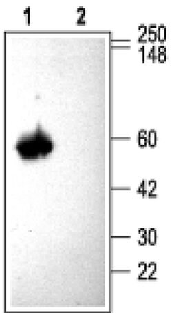 CACNB3 Polyclonal Antibody, Invitrogen 50 &mu;L; Unconjugated:Antibodies,