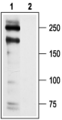 CaV1.2 Polyclonal Antibody, Invitrogen 50 &mu;L | Buy Online | Invitrogen | Fisher Scientific