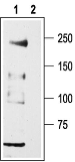 CaV3.2 Polyclonal Antibody, Invitrogen 50 &mu;L | Buy Online | Invitrogen | Fisher Scientific