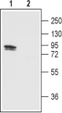 TRPV1 (extracellular) Polyclonal Antibody, Invitrogen 50 &mu;L; Unconjugated:Anticuerpos