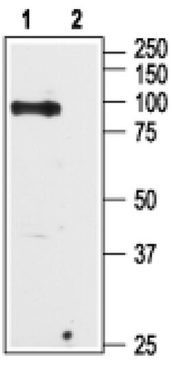 TRPV6 Polyclonal Antibody, Invitrogen 50 &mu;L | Buy Online | Thermo Scientific | Fisher Scientific