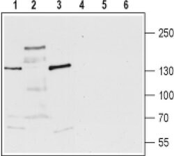 TRPM3 (extracellular) Polyclonal Antibody, Invitrogen 50 &mu;L; Unconjugated:Antibodies,