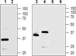 TMEM66 Polyclonal Antibody, Invitrogen 50 &mu;L | Buy Online | Invitrogen | Fisher Scientific