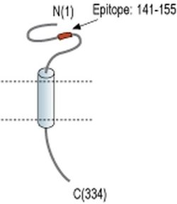 TMEM66 Polyclonal Antibody, Invitrogen 50 &mu;L | Buy Online | Invitrogen | Fisher Scientific