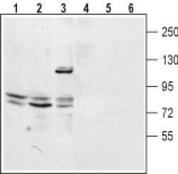 TPCN2 (extracellular) Polyclonal Antibody, Invitrogen 50 &mu;L; Unconjugated:Antibodies,
