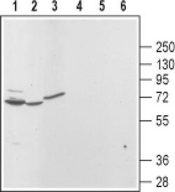 TRPML3 Polyclonal Antibody, Invitrogen 50 &mu;L; Unconjugated:Antibodies,