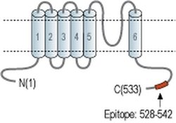 TRPML3 Polyclonal Antibody, Invitrogen 50 &mu;L; Unconjugated:Antibodies,
