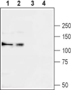 CACNA2D3 (extracellular) Polyclonal Antibody, Invitrogen 50 &mu;L; Unconjugated:Antibodies,