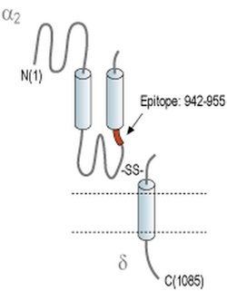 CACNA2D3 (extracellular) Polyclonal Antibody, Invitrogen 50 &mu;L; Unconjugated:Antibodies,