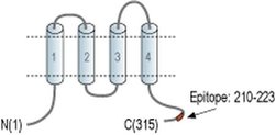 CACNG3 Polyclonal Antibody, Invitrogen 50 &mu;L; Unconjugated:Antibodies,