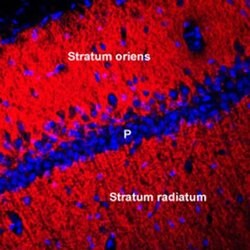 Connexin 45 Polyclonal Antibody, Invitrogen 50 &mu;L; Unconjugated:Antibodies,