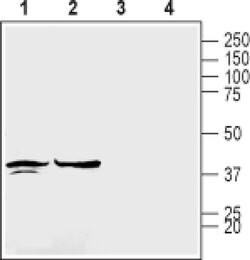 Connexin 45 Polyclonal Antibody, Invitrogen 50 &mu;L; Unconjugated:Antibodies,