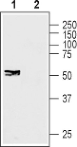 Connexin 45 Polyclonal Antibody, Invitrogen 50 &mu;L; Unconjugated:Antibodies,