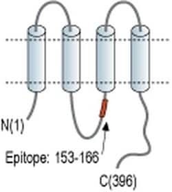 Connexin 45 Polyclonal Antibody, Invitrogen 50 &mu;L; Unconjugated:Antibodies,