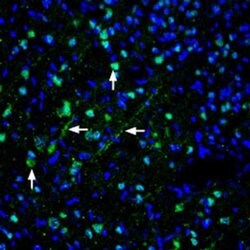 Pannexin 1 Polyclonal Antibody, Invitrogen 50 &mu;L; Unconjugated:Antibodies,
