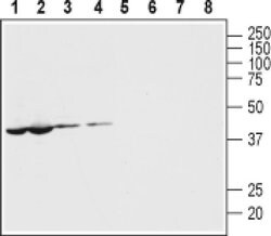 Pannexin 1 Polyclonal Antibody, Invitrogen 50 &mu;L; Unconjugated:Antibodies,
