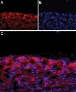 CaV1.3 (extracellular) Polyclonal Antibody, Invitrogen 50 &mu;L; Unconjugated:Antibodies,