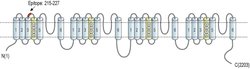 CaV1.3 (extracellular) Polyclonal Antibody, Invitrogen 50 &mu;L; Unconjugated:Antibodies,