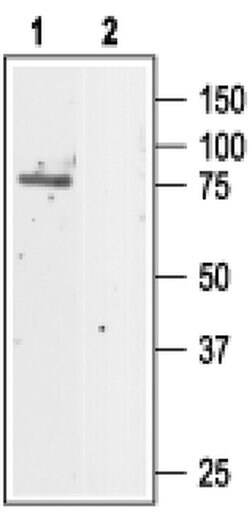 CLC-5 Polyclonal Antibody, Invitrogen 50 &mu;L; Unconjugated:Antibodies,