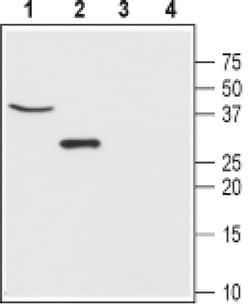 CLIC5 Polyclonal Antibody, Invitrogen 50 &mu;L; Unconjugated:Antibodies,