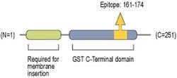 CLIC5 Polyclonal Antibody, Invitrogen 50 &mu;L; Unconjugated:Antibodies,