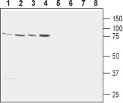 Calnexin Polyclonal Antibody, Invitrogen 50 &mu;L | Buy Online | Invitrogen | Fisher Scientific