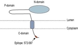 Calnexin Polyclonal Antibody, Invitrogen 50 &mu;L | Buy Online | Invitrogen | Fisher Scientific