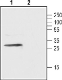 GPR40 (extracellular) Polyclonal Antibody, Invitrogen 50 &mu;L; Unconjugated:Antibodies,