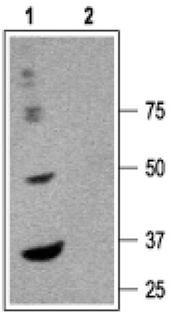 GABRA6 (extracellular) Polyclonal Antibody, Invitrogen 50 &mu;L; Unconjugated:Antibodies,