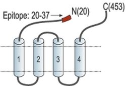 GABRA6 (extracellular) Polyclonal Antibody, Invitrogen 50 &mu;L; Unconjugated:Antibodies,