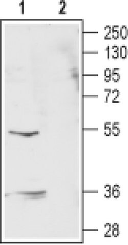 GABRR2 (extracellular) Polyclonal Antibody, Invitrogen 50 &mu;L; Unconjugated:Antibodies,