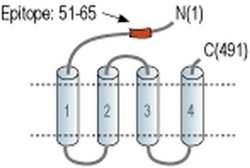 GABRR2 (extracellular) Polyclonal Antibody, Invitrogen 50 &mu;L; Unconjugated:Antibodies,