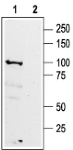 GABBR1 (extracellular) Polyclonal Antibody, Invitrogen 50 &mu;L; Unconjugated:Antibodies,