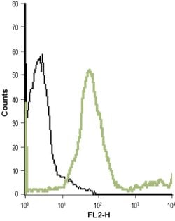 mGluR7 (extracellular) Polyclonal Antibody, Invitrogen 50 &mu;L; Unconjugated:Antibodies,