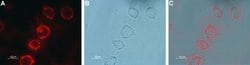 mGluR7 (extracellular) Polyclonal Antibody, Invitrogen 50 &mu;L; Unconjugated:Antibodies,