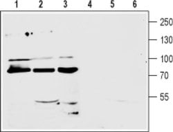 mGluR7 (extracellular) Polyclonal Antibody, Invitrogen 50 &mu;L; Unconjugated:Antibodies,