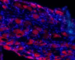 GluR4 (extracellular) Polyclonal Antibody, Invitrogen 50 &mu;L; Unconjugated:Antibodies,