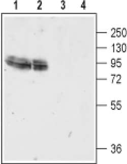 GluR4 (extracellular) Polyclonal Antibody, Invitrogen 50 &mu;L; Unconjugated:Antibodies,