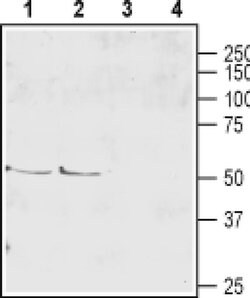 SLC1A6 (extracellular) Polyclonal Antibody, Invitrogen 50 &mu;L; Unconjugated:Antibodies,