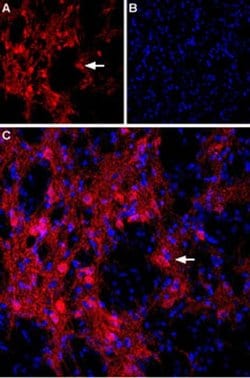 mGluR8 (extracellular) Polyclonal Antibody, Invitrogen 50 &mu;L; Unconjugated:Antibodies,