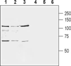 mGluR8 (extracellular) Polyclonal Antibody, Invitrogen 50 &mu;L; Unconjugated:Antibodies,