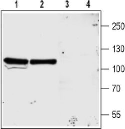 NMDAR3A (extracellular) Polyclonal Antibody, Invitrogen 50 &mu;L; Unconjugated:Antibodies,
