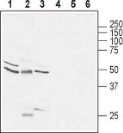 GLRA1 Polyclonal Antibody, Invitrogen 50 &mu;L; Unconjugated:Antibodies,
