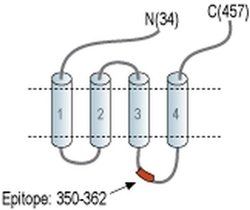 GLRA1 Polyclonal Antibody, Invitrogen 50 &mu;L; Unconjugated:Antibodies,