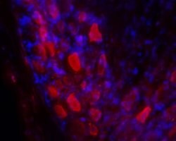 GALR2 Polyclonal Antibody, Invitrogen 50 &mu;L; Unconjugated:Antibodies,