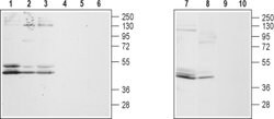 GALR2 Polyclonal Antibody, Invitrogen 50 &mu;L; Unconjugated:Antibodies,
